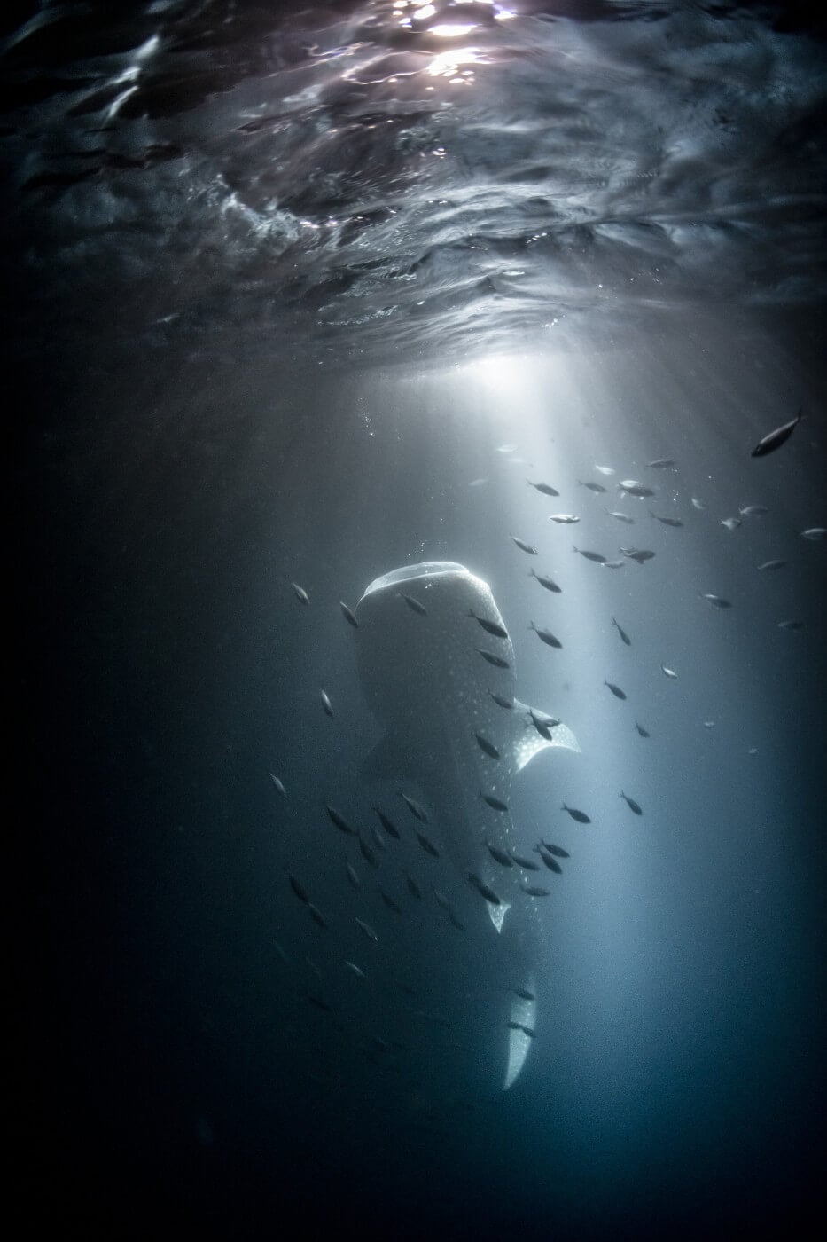 night snorkeling whaleshark