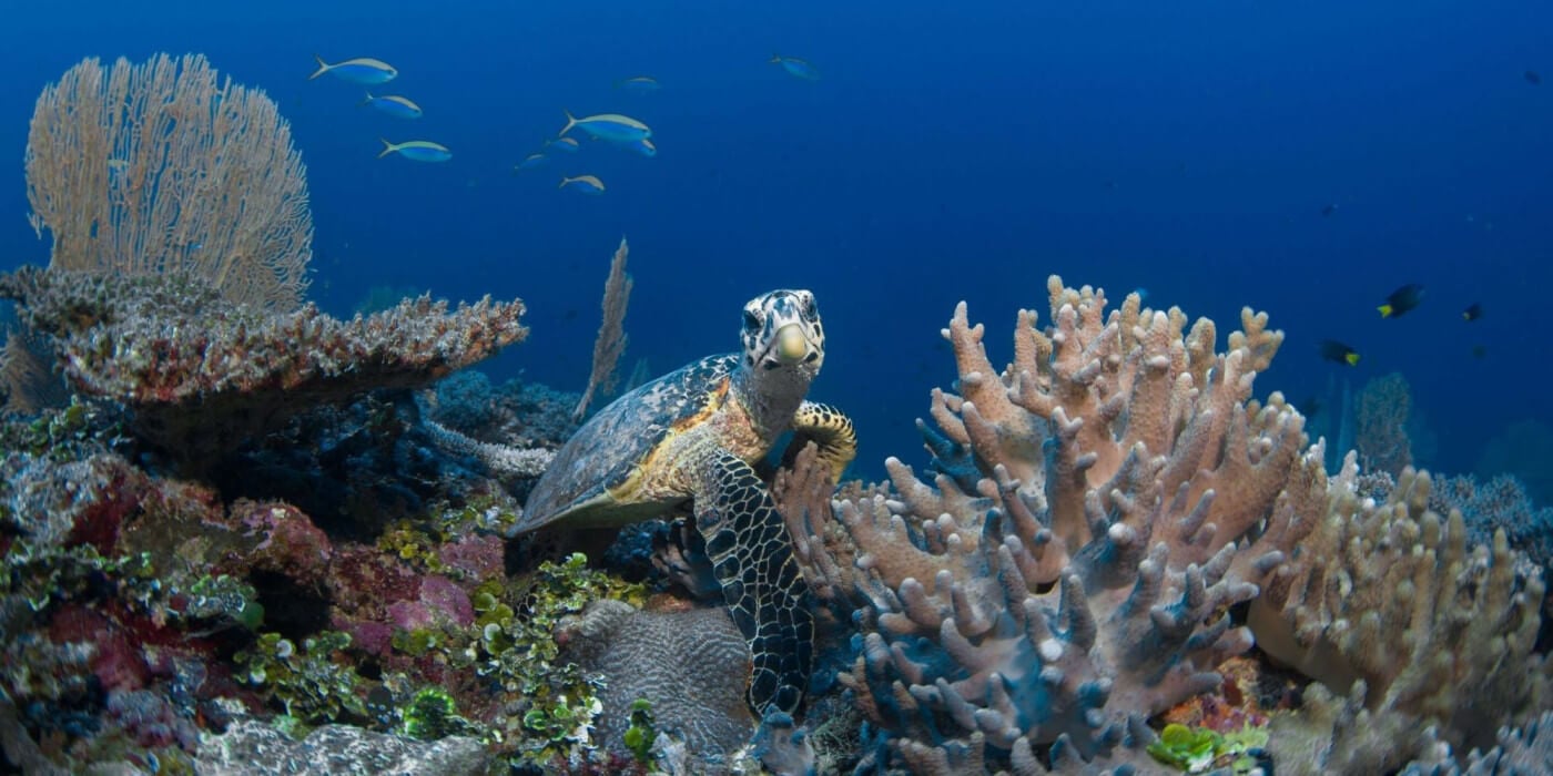 sea turtle