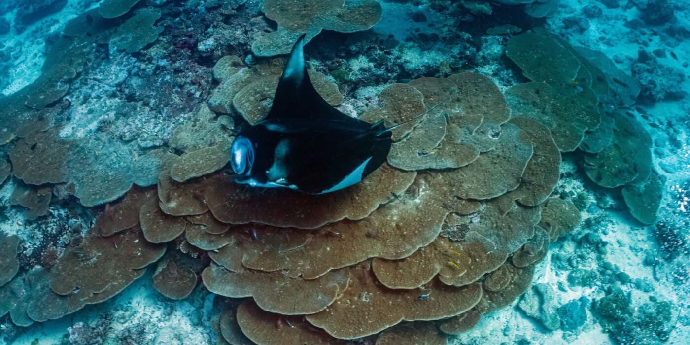 mantas